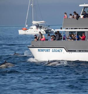a group of dolphins in the water next to a boat