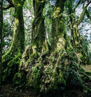 a tree covered in moss in a forest