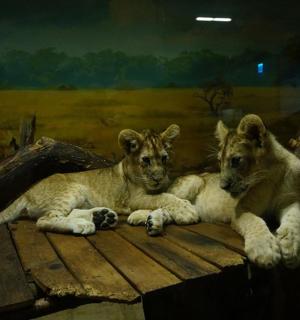 两只小狮子躺在木桌上