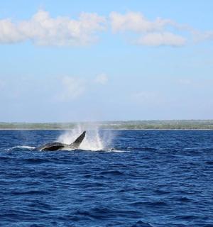 a dolphin jumping out of the water