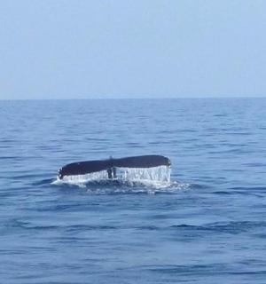 a whale in the water in the ocean