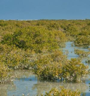a bunch of trees in a field of water