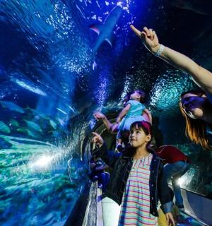 a group of people in an aquarium looking at the fish