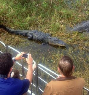 一群人正在给鳄鱼拍照