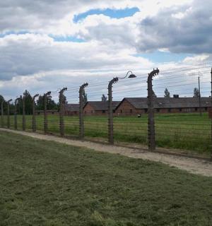 田野里有棕榈树的篱笆