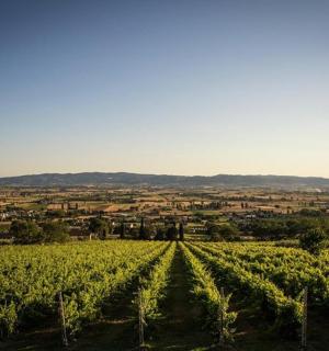 可以看到城市景观的葡萄园