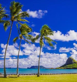 Skupina palem na pláži s horou