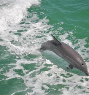 delfín ve vodě s vlnou