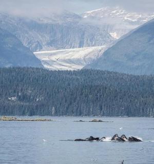 skupina zvířat plavajících ve vodní ploše