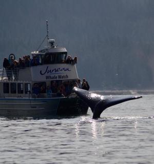 velryba ve vodě před lodí