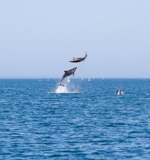 两只海豚跃出海面
