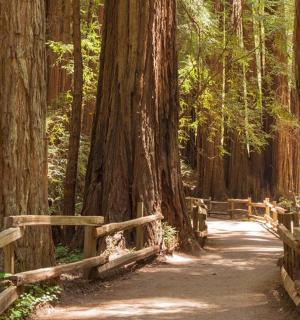 a wooden path through a forest with trees