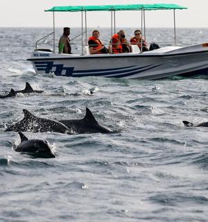 Skupina delfínů ve vodě vedle lodi
