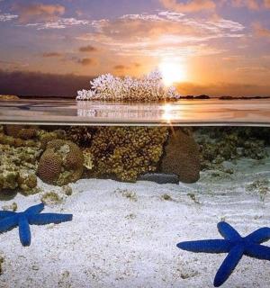 three starfish on a reef in the ocean at sunset