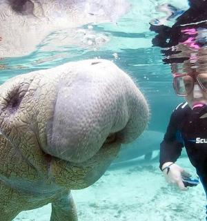 člověk ve vodě se slonem ve vodě