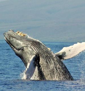 delfín s paží nataženou ve vodě