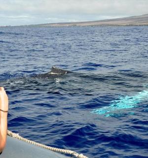 一名女子正在给水中的海豚拍照