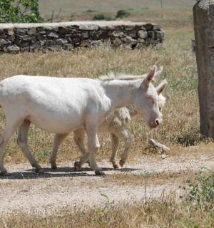 แพะและสุนัขกำลังเดินอยู่บนถนนลูกรัง