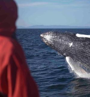 a person watching a whale in the water
