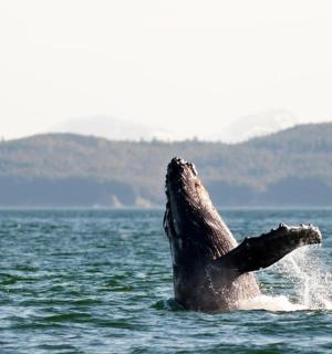 keporkak ve vodě se vztyčenou hlavou