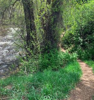 strom na prašné cestě vedle řeky