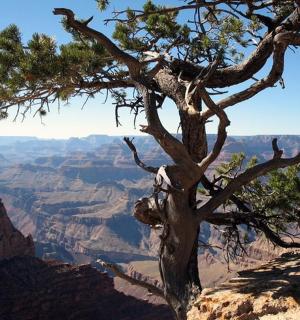大峡谷边缘的一棵树