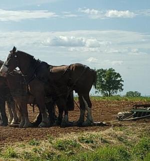 一群马站在犁旁边