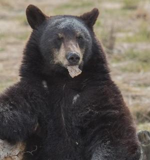 一只黑熊站在田野里的木头上