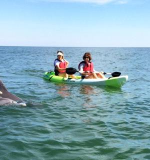 two people in a kayak and two dolphins in the water