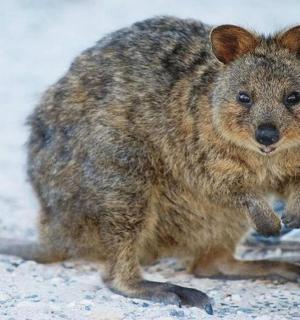 malá koala stojící na zemi ve sněhu