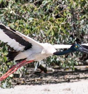 一只展翅飞翔的鸟