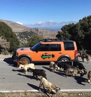 一群山羊站在一辆汽车前面