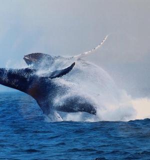 a pair of dolphins in the water