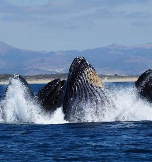 a whale in the water with its back legsaciesacies