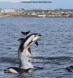 一只海豚跃出水面