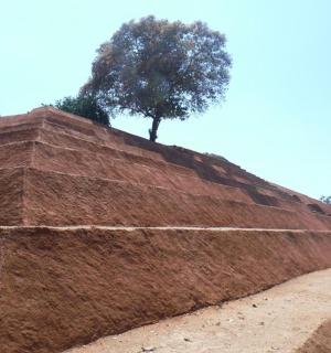 一大堆土，上面有一棵树
