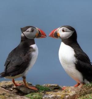 two birds are standing on a rock with their beaks