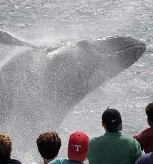 一群人在水中观看鲸鱼