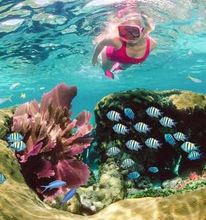 osoba plavající ve vodě poblíž korálového útesu