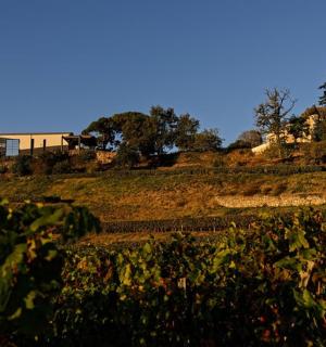 山上有一棵树和一片草地