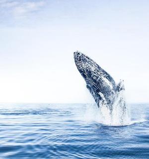 一头座头鲸跃出水面