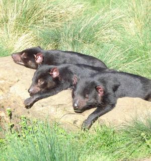 三只黑熊躺在草地上的一块岩石上