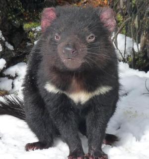 a small black monkey standing in the snow