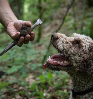 一个人用棍子喂狗