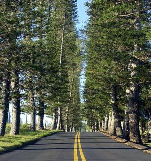 an empty road with trees on either side