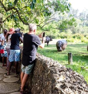 一名男子在动物园给河马拍照