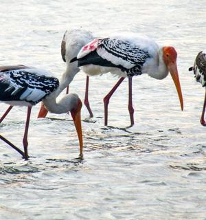 a group of birds standing in the water