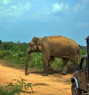slon kráčející po prašné cestě vedle džípu