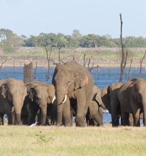 a herd of elephants standing next to a body of water