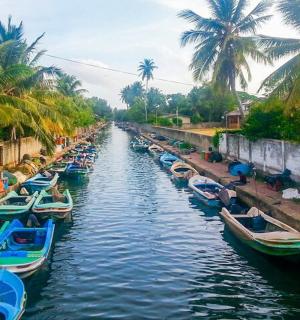 一群停泊在棕榈树运河里的船只